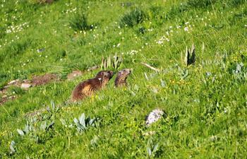 marmottes